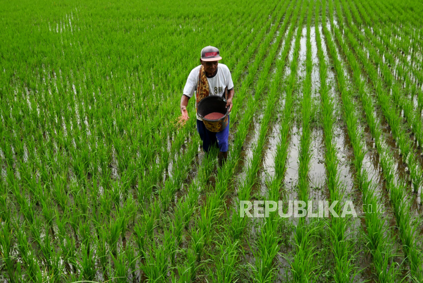 Petani menebar pupuk NPK di area persawahan Gamping , Sleman, Yogyakarta (ilustrasi).