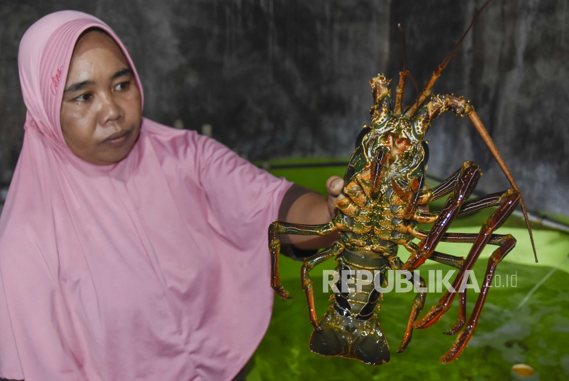 Inak Yani (38) menunjukkan lobster jenis batu hasil budidayanya, di Dusun Gerupuk, Desa Sengkol, Kecamatan Pujut, Praya, Lombok Tengah, NTB, Ahad (20/12/2020). Lobster jenis batu hasil budidaya nelayan di daerah tersebut dijual seharga Rp350 ribu per kilogram untuk memenuhi kebutuhan restoran dan hotel di kawasan wisata Mandalika.