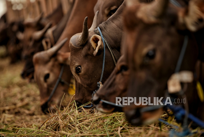 Hewan kurban dijajakan di tempat penjualan hewan kurban, (ilustrasi). Legislator mengingatkan masyarakat untuk mengikuti fatwa Majelis Ulama Indonesia (MUI) dalam pemotongan hewan kurban.