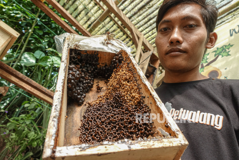 Teguh Waluyo menunjukan koloni lebah madu klanceng (Tertragonula drescheri) yang dibudidayakan di Peternakan Lebah Prawita Garden, Darmakradenan, Kecamatan Ajibarang, Kabupaten Banyumas, Jateng, Selasa (8/6/2021). 