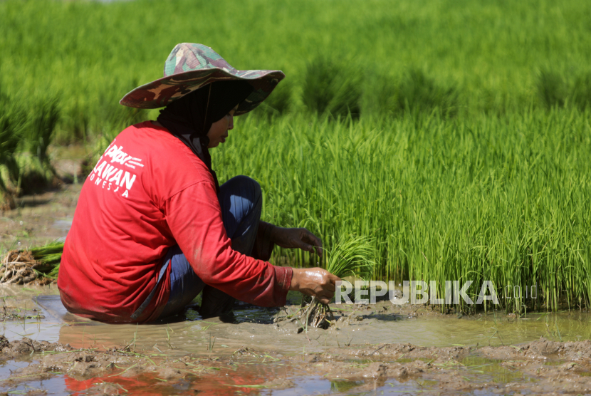  Seorang petani menanam padi di sawah di Banda Aceh, Indonesia, 06 November 2020. Dinas Pangan Aceh menyatakan pihaknya memprioritaskan pembangunan lumbung pangan pada 2021 di sejumlah kabupaten/kota provinsi setempat.