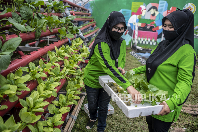Warga memanen sayuran pakcoy dalam program Pekarangan Pangan Lestari (P2L). Pemerintah Kota Pekalongan, Jawa Tengah, mendorong pengembangan kegiatan pekarangan pangan lestari (P2L).