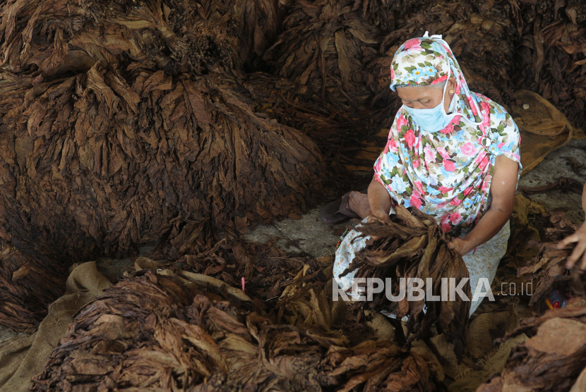 Pekerja memilah tembakau kering untuk ekspor di Karangpakel, Trucuk, Klaten, Jawa Tengah (ilustrasi).