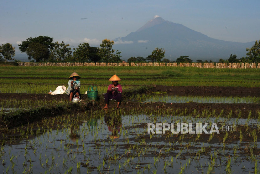 Sejumlah petani beristirahat di tengah sawah dengan berlatar belakang Gunung Merapi di Sawit, Boyolali, Jawa Tengah. 