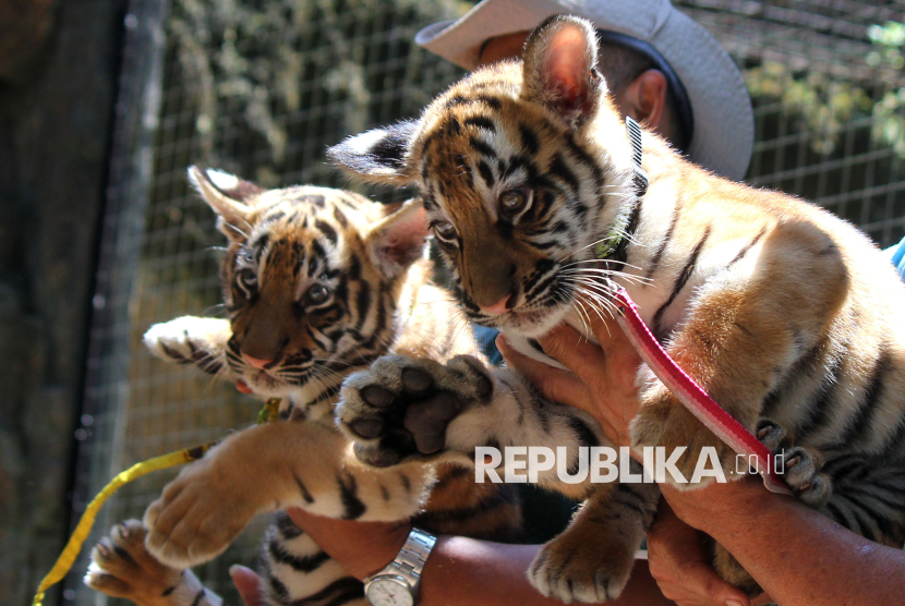 Dua anak harimau benggala jantan, Huru dan Hara tengah dijemur untuk mendapatkan asupan sinar matahari di Bandung Zoo atau kebun binatang Bandung, Senin (22/9/2025). Harimau berusia 78 hari ini merupakan hasil perkawinan harimau benggala bernama Jelita dan Shahrukh Khan. Keduanya lahir di tengah polemik Bandung Zoo. Pihaknya tidak menutup pintu bila ada masyarakat yang hendak menjadi orang tua asuh dua anak harimau tersebut.