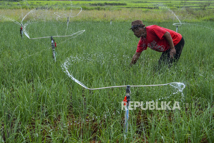Petani merawat tanaman bawang merah di area sawah tadah hujan (ilustrasi)