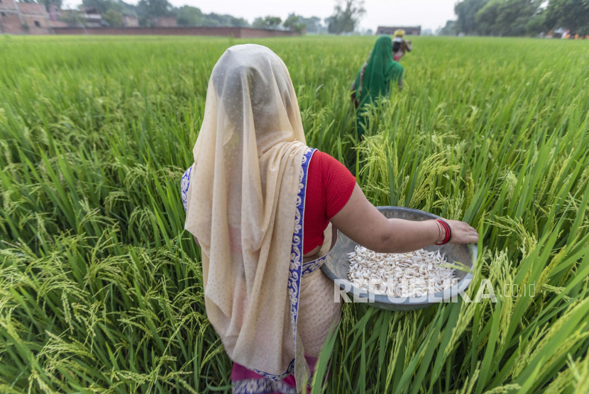 Petani dan eksportir beras India merasakan kerasnya larangan ekspor beras pecah.