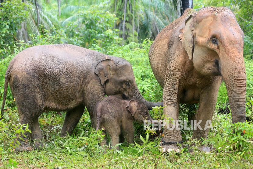 Ilustrasi gajah di Aceh.