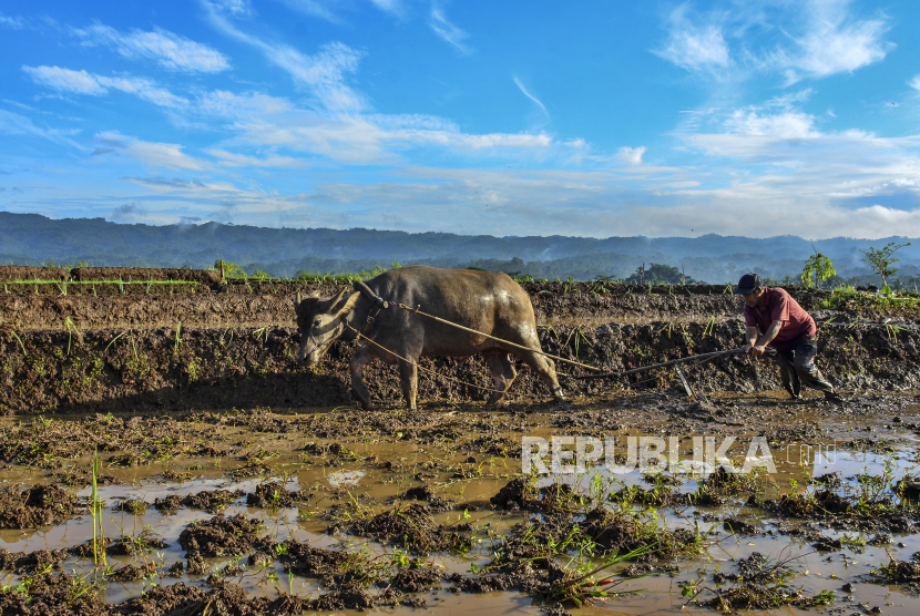 Petani membajak sawah (ilustrasi). Daya beli petani di Sulawesi Utara meningkat.