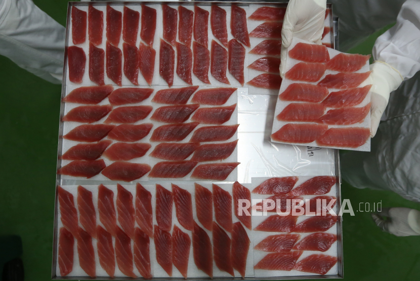 Daging ikan tuna kualitas terbaik yang diolah untuk kebutuhan ekspor di tempat pengolahan. ilustrasi