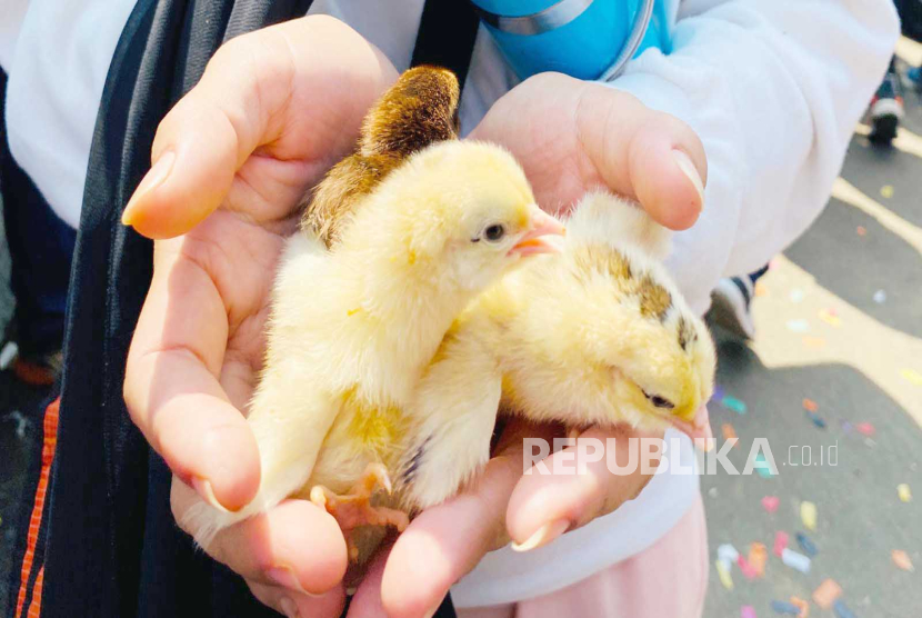 Menteri Pertanian (Mentan) Syahrul Yasin Limpo (SYL) melepas ekspor anak ayam kampung KUB 5.000 DOC (Day Old Chick) atau anak ayam ke Timor Leste. Anak ayam kampung tersebut juga dibagikan ke warga yang ada di perayaan HUT ke-1 Badan Standardisasi Instrumen Pertanian (BSIP) di Kota Bogor, Kamis (21/9/2023). 