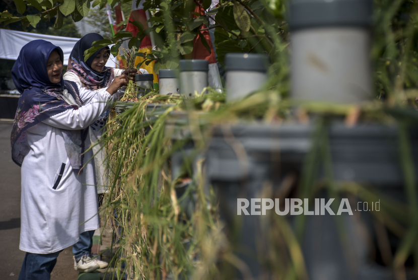 Warga memanen bawang merah di Buruan SAE Taruna RW 08, Kelurahan Kujangsari, Kota Bandung, Jumat (20/1/2023). Urban farming dapat menjaga ketahanan pangan berkelanjutan.