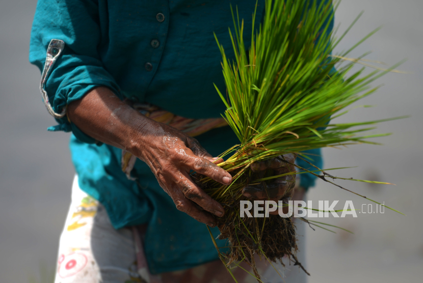 Petani menanam padi di persawahan kawasan Trihanggo, Sleman, Yogyakarta.