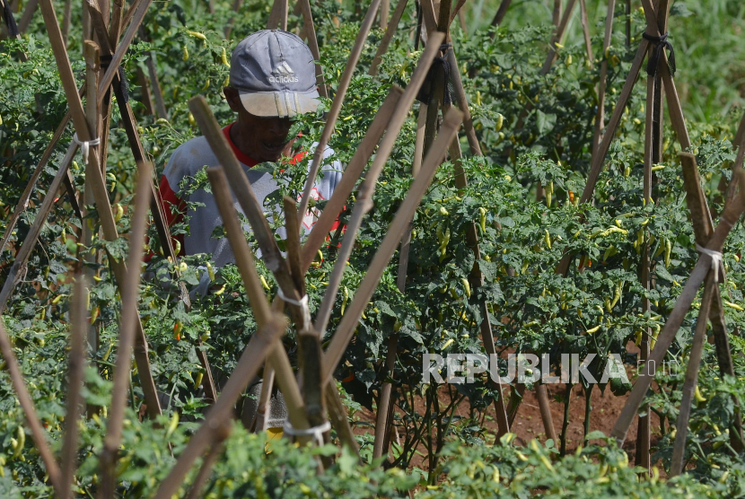 Petani memanen cabai rawit di kawasan perbukitan Cimenyan, Kabupaten Bandung, Senin (29/4/2024). Hingga per 6 Mei 2024, baru 242 kabupaten/kota yang melaksanakan gerakan tanam komoditas.