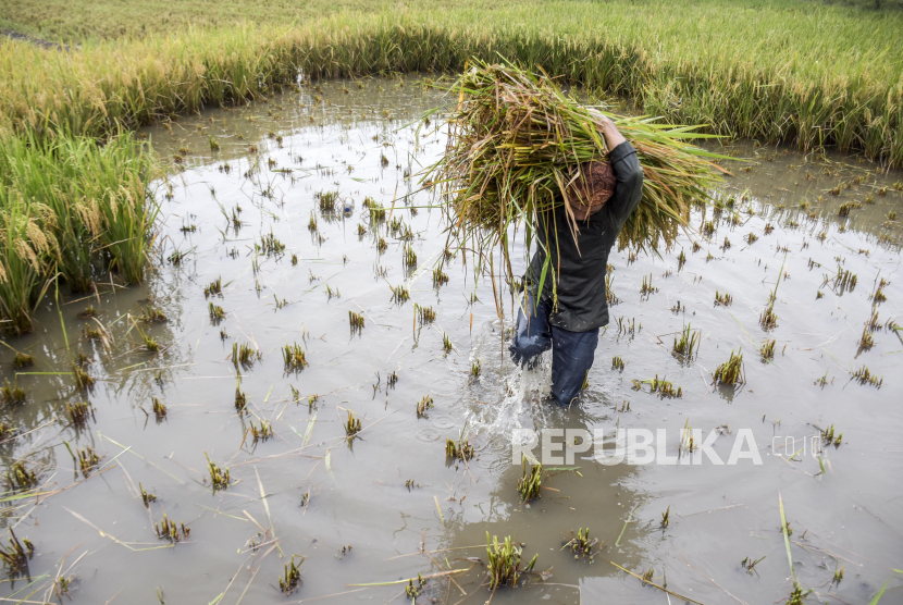 Petani memanen padi di areal persawahan yang terendam banjir di kawasan Gedebage, Kota Bandung, Kamis (11/11). Sejumlah petani di daerah tersebut terpaksa memanen padi lebih awal karena khawatir jika terlalu lama terendam air akan semakin merusak kualitas padi. Foto: Republika/Abdan Syakura
