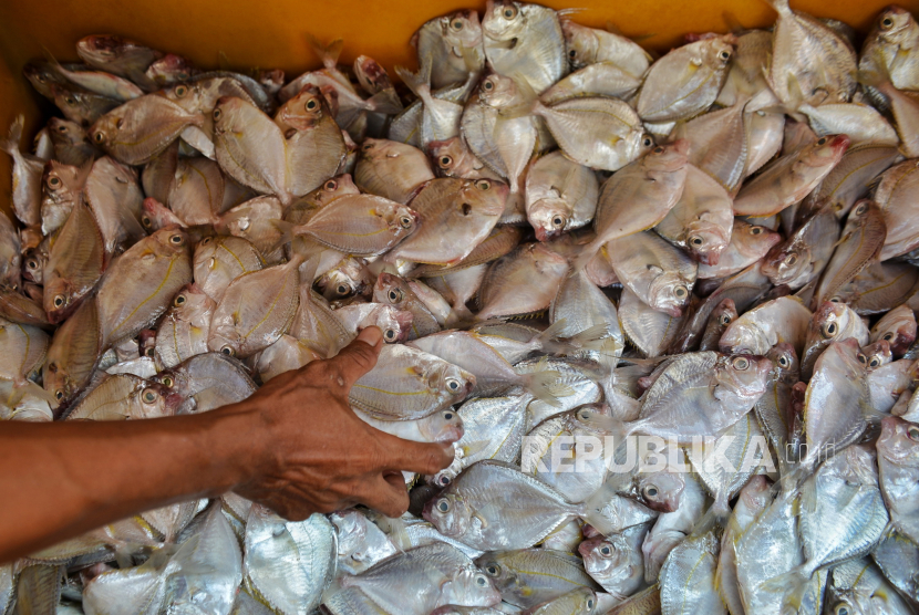 Bahan baku makan bergizi menu ikan yang disiapkan berbasis kearifan lokal dan tematik sesuai potensi perikanan di daerah. (ilustrasi)