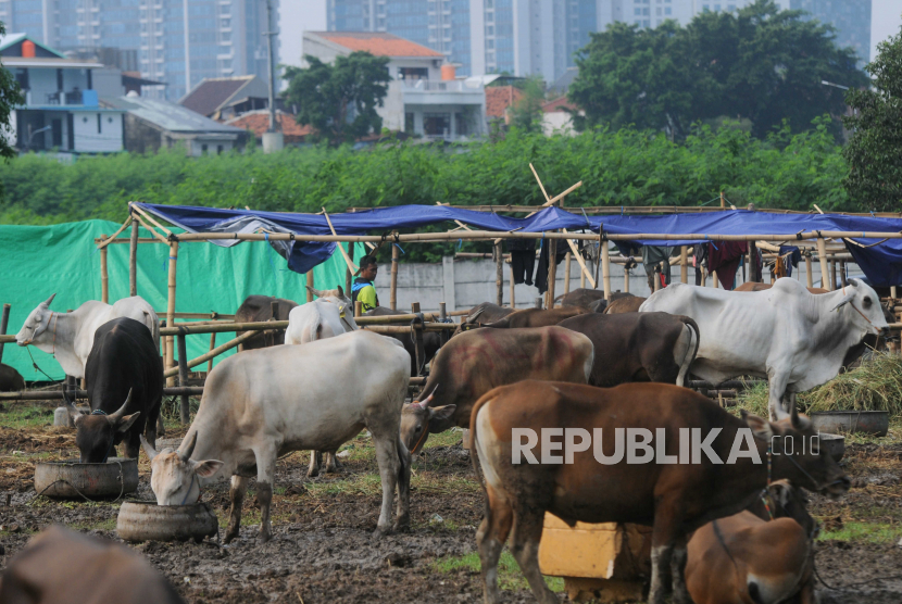 Pedagang berjalan di dekat sapi di Tempat Penampungan Hewan Kurban (TPnHK) di kawasan Kuningan, Jakarta Selatan, Jumat (23/6/2023). Dinas KPKP DKI Jakarta telah memeriksa 22.695 ekor hewan kurban di tempat penampungan yang tersebar di lima wilayah Jakarta guna menjamin kesehatan hewan kurban terbebas dari Penyakit Mulut dan Kuku (PMK) dan Lumpy Skin Disease (LSD).