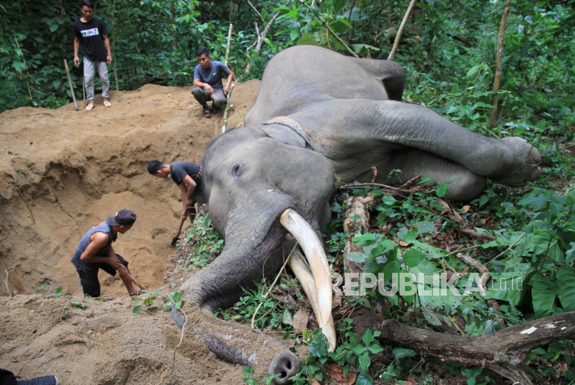 Petugas Balai Konservasi Sumber Daya Alam (BKSDA) Aceh berada di dekat bangkai gajah sumatra (Elephas maximus sumatranus) jinak yang mati mendadak di kawasan Conservation Response Unit (CRU) Sampoiniet, Aceh Jaya, Aceh, Kamis (13/8/2020). Gajah jinak jantan yang berusia 34 tahun dan diberi nama Olo tersebut ditemukan mati mendadak sekitar pukul 11.00 WIB. 