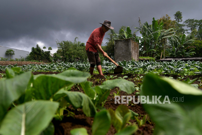 Seorang petani merawat tanaman sayuran miliknya di area perkebunan Puncak Rurukan, Tomohon, Sulawesi Utara, Senin (29/6/2020). Curah hujan ringan-sedang yang terjadi setiap hari berpotensi merusak sejumlah komoditas perkebunan terutama komoditas sayuran berdaun hijau yang paling banyak ditanam petani di wilayah tersebut. ANTARA FOTO/Adwit B Pramono/pras.