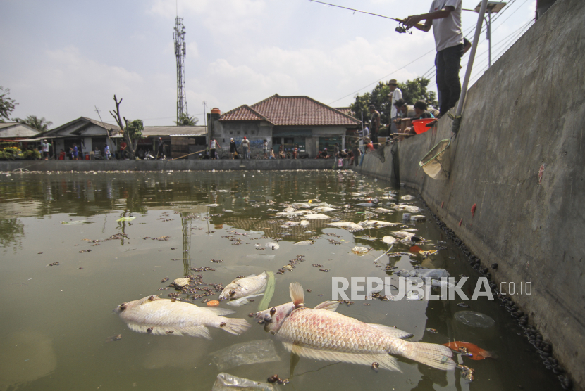 Sejumlah warga memancing dengan latar depan ikan yang mati di Situ Rawa Besar, Lio, Depok, Jawa Barat, Rabu (19/8/2020). Pencemaran yang diduga berasal dari limbah buangan tersebut menyebabkan ikan mati dan menimbulkan bau tak sedap. 