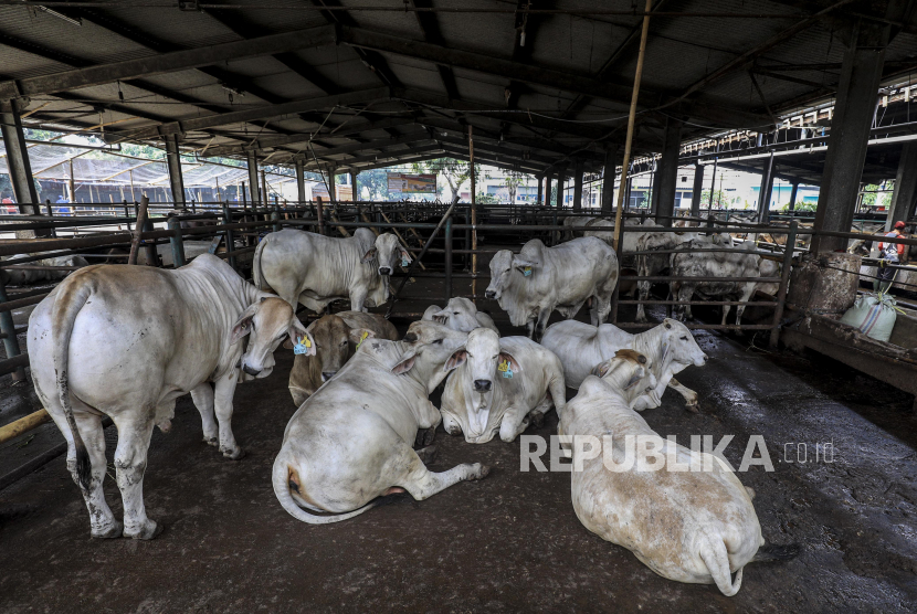 Sejumlah sapi yang telah diperiksa kesehatannya di Rumah Potong Hewan (RPH) Cakung, Jakarta. Ditjen Peternakan dan Kesehatan Hewan Kementerian Pertanian mencatat stok ketersediaan hewan kurban lokal sebanyak 2,1 juta ekor yang dinilai mampu memenuhi kebutuhan pelaksanaan kurban pada Hari Raya Idu Adha yang jatuh pada 31 Juli mendatang.