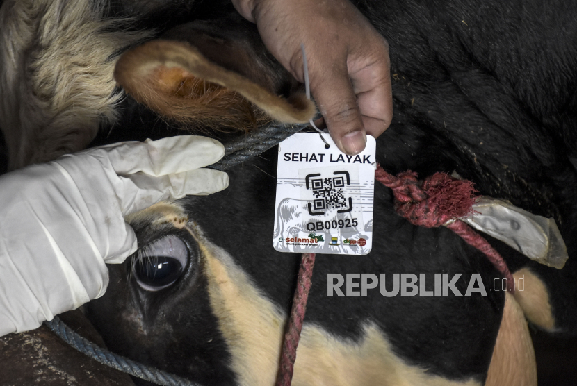 Dokter hewan dari Dinas Ketahanan Pangan dan Pertanian (DKPP) Kota Bandung memasang tanda sehat dan layak pada seekor sapi yang dijual di salah satu tempat penjualan hewan kurban di Jalan Pasir Luhur, Cibiru, Kota Bandung, Jawa Barat, Jumat (16/6/2023). Pemeriksaan tersebut untuk memastikan seluruh hewan kurban yang dijual oleh pedagang layak dikonsumsi masyarakat.