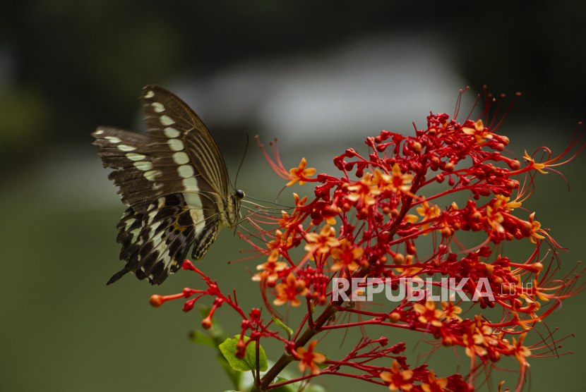 Seekor kupu-kupu mencari makan (ilustrasi).