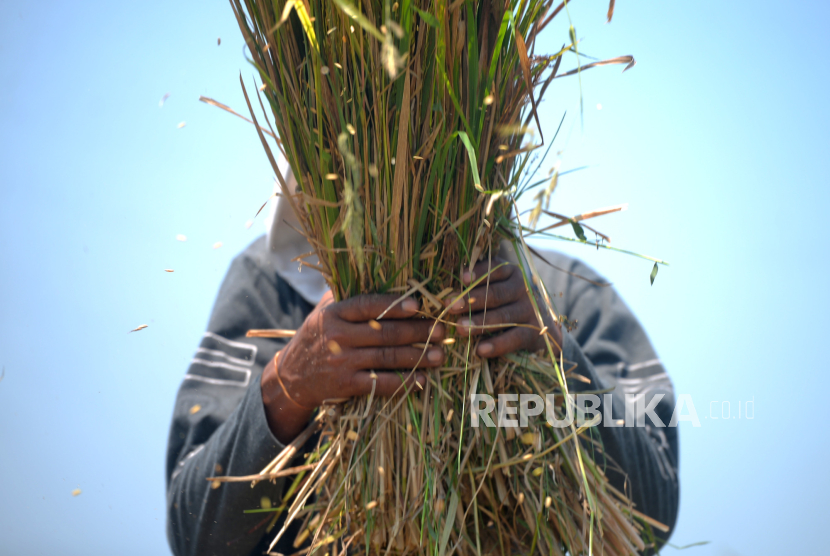 Petani merontokkan gabah secara manual saat panen padi IR 64 di kawasan Minggir, Sleman, Yogyakarta, Senin (16/10/2023). Pada musim panen akhir tahun ini membawa kabar baik bagi petani di Yogyakarta. Pasalnya, tingginya harga gabah kering panen (GKP) dan gabah kering giling (GKG) saat ini di tingkat petani. Untuk harga GKP mencapai Rp 6.700 per kilogram dan untuk harga GKG sebesar Rp 7.700 per kilogram. Sementara untuk HPP gabah GKP sebesar Rp 5 ribu per kilogram dan GKG sebesar Rp 5.100 per kilogram. Harga ini diprediksi masih bisa naik jika musim hujan terlambat dan baru terjadi pada tahun depan.