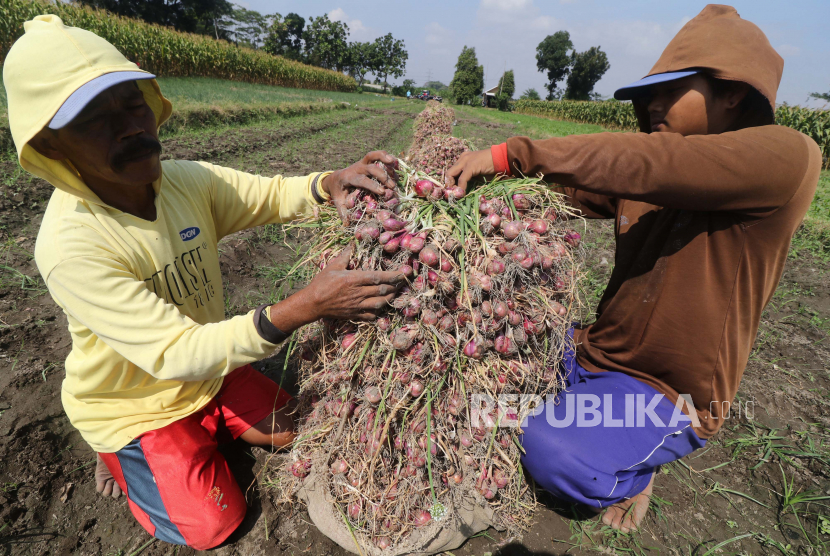 Buruh tani memanen bawang merah di area persawahan Desa Paron, Kediri, Jawa Timur, Rabu (5/8). Sumbangan sektor pertanian terhadap produk domestik bruto (PDB) nasional mengalami kenaikan di tengah terjadinya kontraksi perekonomian pada kuartal kedua 2020.