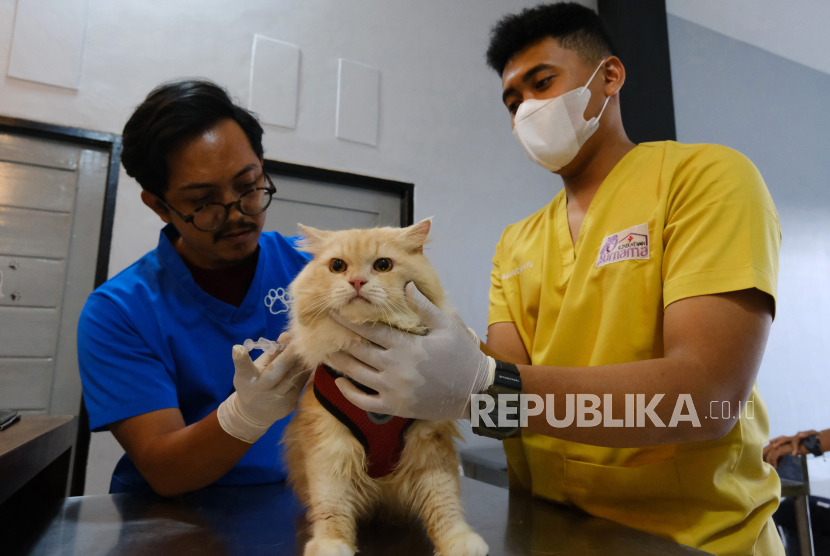 Dokter hewan menyuntikkan vaksin rabies ke kucing di klinik hewan (ilustrasi)