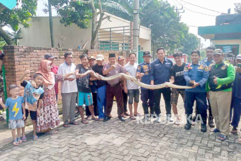 Petugas Dinas Pemadam Kebakaran Kabupaten Bogor mengevakuasi ular sanca di wilayah Desa Kedung Waringin, Kecamatan Bojonggede, Kabupaten Bogor, Jawa Barat, Kamis (22/6/2023). 