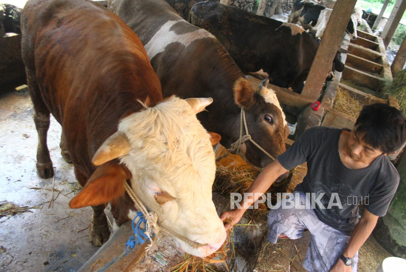 Peternak memberi makan sapi miliknya di kandang penggemukan sapi tradisional (ilustrasi). Sebanyak 50 peternak di Kota Banda Aceh dan Kabupaten Aceh Besar dilatih tentang kiat penggemukan sapi pedaging untuk menghadirkan daging berkualitas tinggi yang beredar di pasaran.