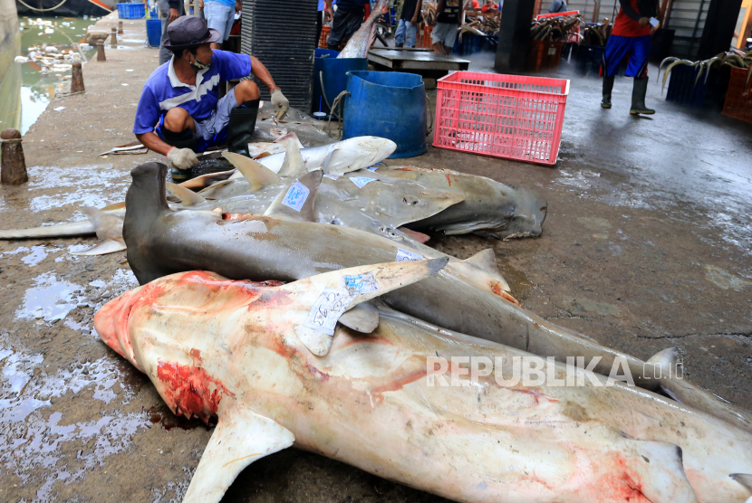 Pekerja mengumpulkan ikan hiu ke dalam keranjang di tempat pelelangan ikan (ilustrasi).
