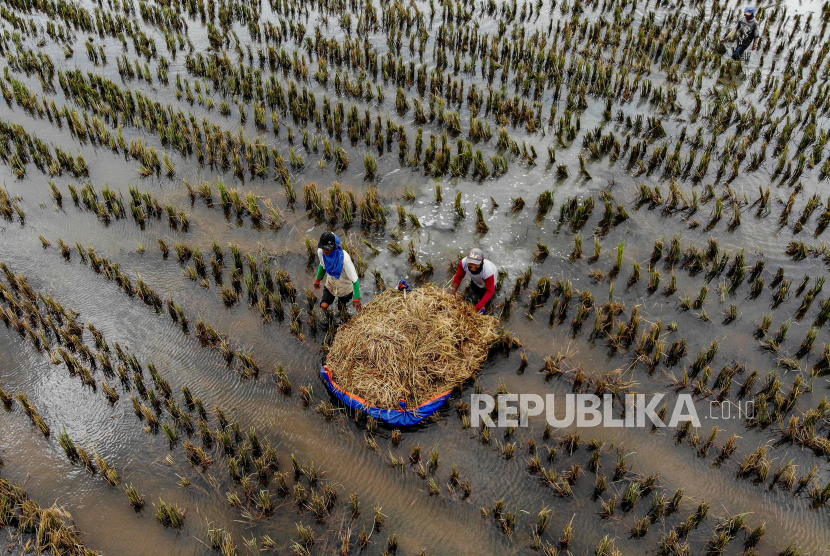 Foto udara sejumlah petani memanen padi di persawahan yang terendam banjir di Rangel, Tuban, Jawa Timur, Sabtu (16/3/2024). Petani setempat terpaksa memanem padi lebih awal akibat banjir luapan Sungai Bengawan Solo yang menggenangi 26 desa di kawasan tersebut. 