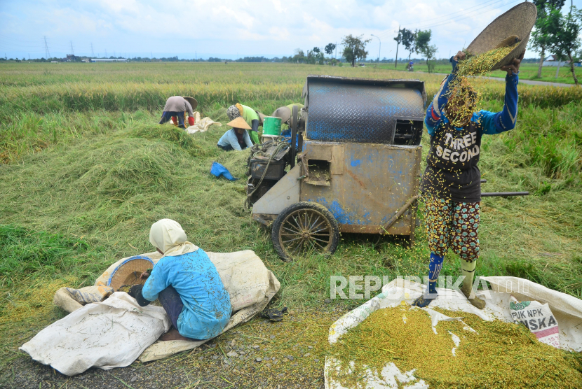 Warga membersihkan gabah dari jerami saat mencari gabah sisa panen di persawahan Desa Hadipolo, Kudus, Jawa Tengah. 