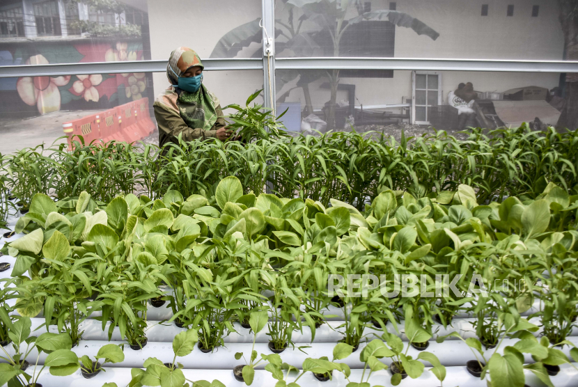 Kepala Dinas Ketahanan Pangan dan Pertanian (DKPP) Kota Surabaya Yuniarto Herlambang mengungkapkan tingginya minat masyarakat Surabaya untuk menjalankan urban farming. 