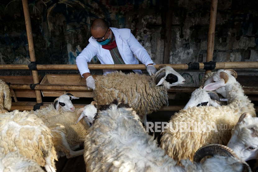 Dokter mengecek kondisi kesehatan domba di pusat penjualan hewan kurban di Umbulharjo, Yogyakarta.