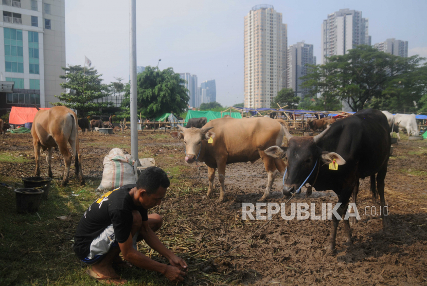 Pedagang memasang tali pada sapi di Tempat Penampungan Hewan Kurban (TPnHK) di Kuningan, Jakarta, Jumat (23/6/2023). DLH DKI Jakarta melarang masyarakat membuang limbah hewan kurban ke saluran air.