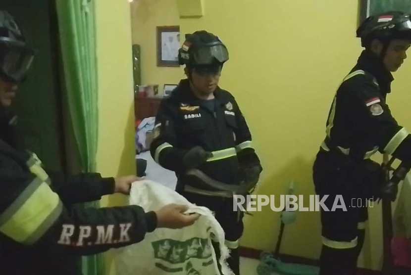 Petugas pemadam kebakaran kabupaten Kuningan mengevakuasi seekor ular Kobra Jawa yang masuk ke dalam rumah seorang warga.