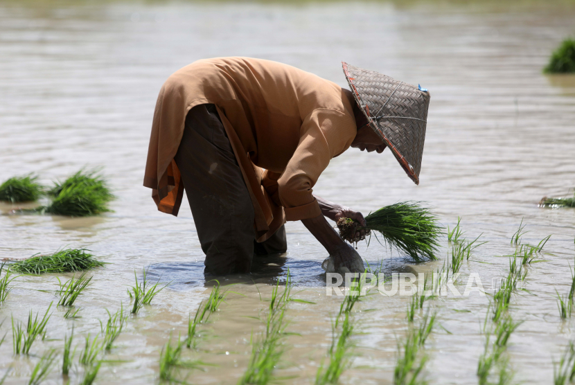  Seorang petani menanam padi di sawah saat musim tanam (ilustrasi).