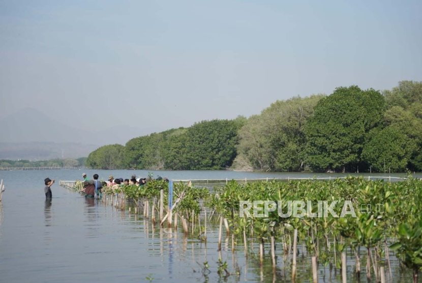 Penanaman 7.800 bibit mangrove oleh Pertamina (ilustrasi).