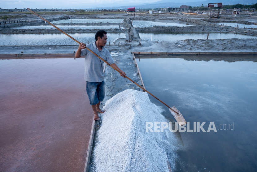 Petani memanen garam di Pusat Penggaraman Talise, Palu, Sulawesi Tengah