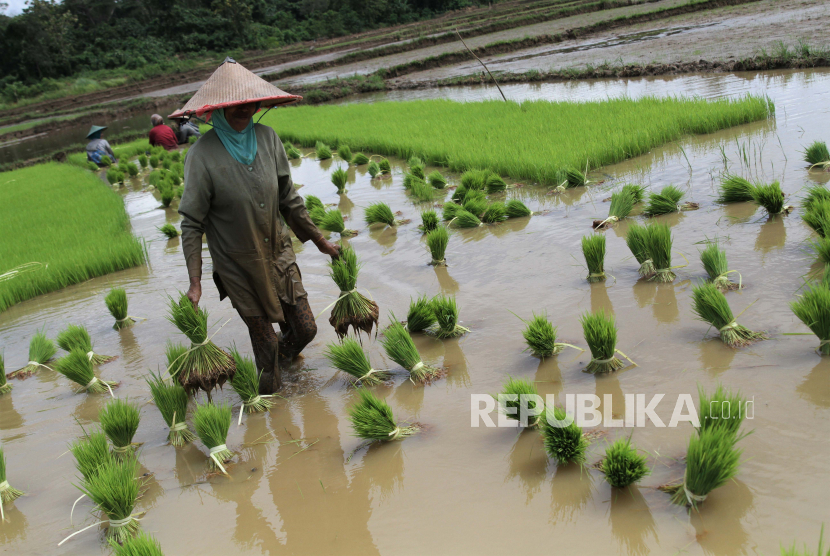 Petani mengangkat bibit padi usai dicabut dari menyemaian di areal persawahan.
