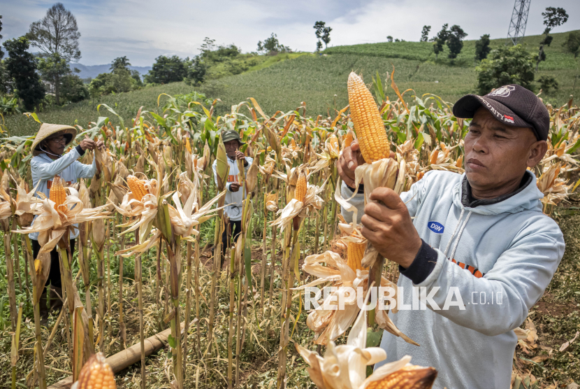 Hasil Panen Raya Jagung di Wilayah Jawa Barat Capai 300 Ton