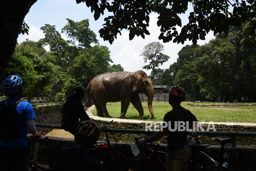 BMKG Perkirakan 7 Destinasi Wisata DKI Diguyur Hujan. Warga melihat satwa saat mengunjungi Taman Margasatwa Ragunan, di Jakarta, Rabu (28/10/2020). Warga mulai memadati sejumlah tempat wisata dan rekreasi pada masa cuti bersama dan libur panjang Maulid Nabi Muhammad SAW. 