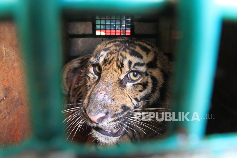 Harimau Sumatera . ilustrasi