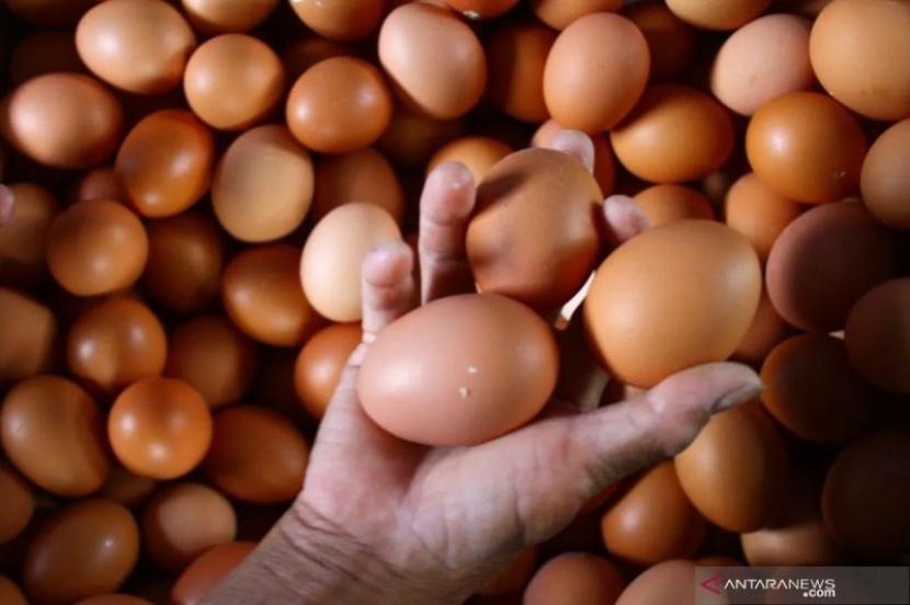 Bapanas Pastikan Ketersediaan Telur Ayam Aman Jelang Natal 2025