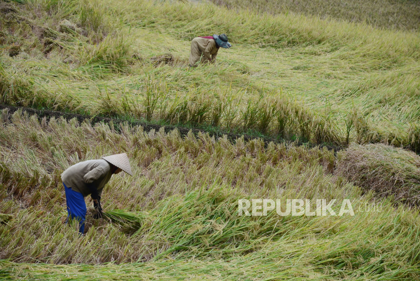 Petani memanen padi yang rebah akibat cuaca buruk di daerah Rajapolah, Kabupaten Tasikmalaya, Selasa (16/2). Badan Pusat Statistik (BPS) meminta agar kebijakan pemerintah dalam pengendalian inflasi, khususnya dari bahan pangan, tidak hanya memandang konsumen sebagai tolok ukur. 