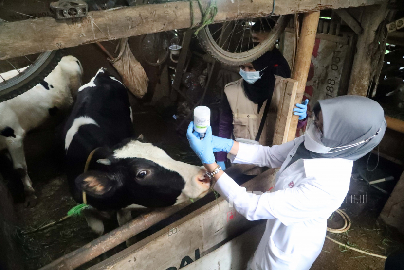 Seorang dokter hewan menyiapkan dosis vaksin mulut dan kuku di sebuah peternakan. Vaksin PMK akan segera disalurkan ke masyarakat oleh dinas terkait. Ilustrasi.