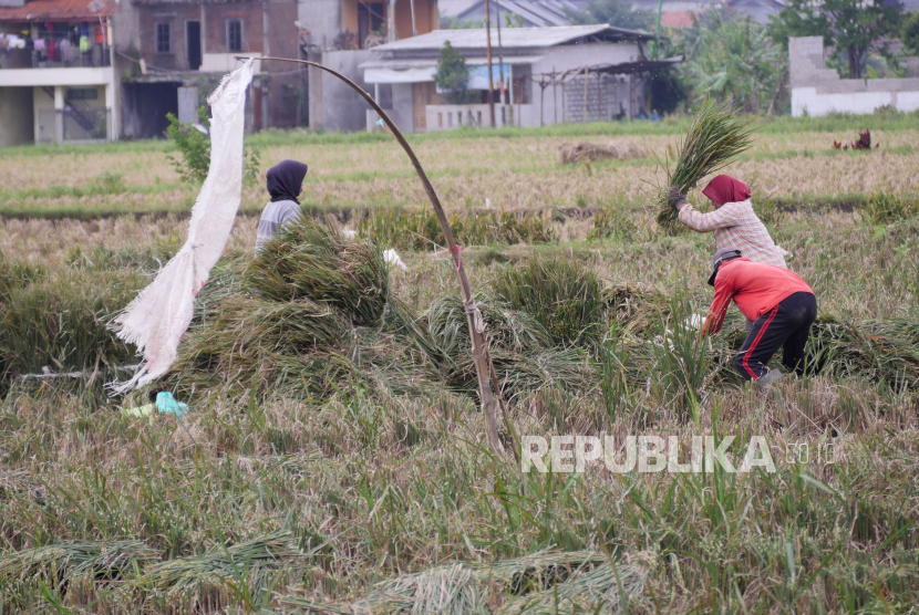 Warga memanen padi di daerah Gedebage, Kota Bandung, Selasa (3/1/2023). Faktor gangguan cuaca seperti tingginya intensistas hujan mengakibatkan fluktuasi harga gabah. Selain itu, kenaikan harga beras disejumlah daerah disebabkan masa panen padi yang sudah selesai dan hasil panen tidak sebanyak tahun lalu.